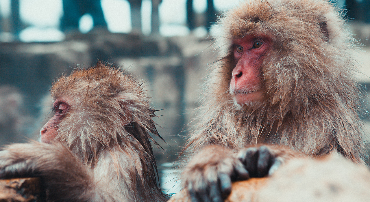 温泉に入るサル
